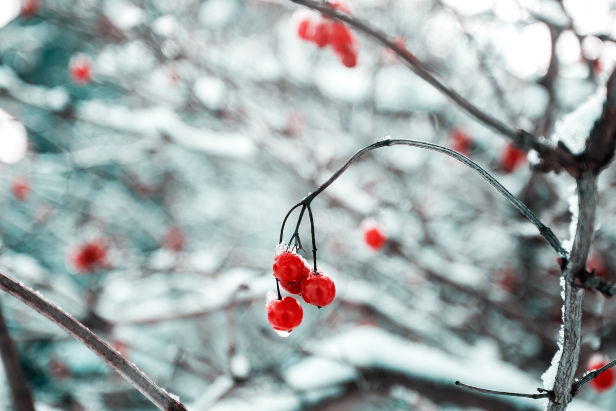 Winter Baiying red small fruits 4