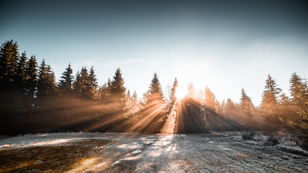 Winter forest frozen morning sunlight 4k