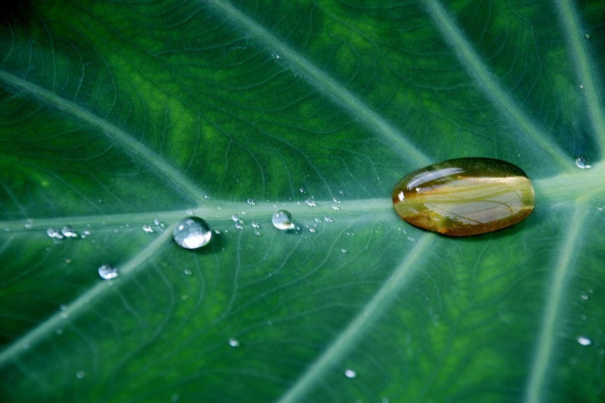 Drops of plant leaves green leaves