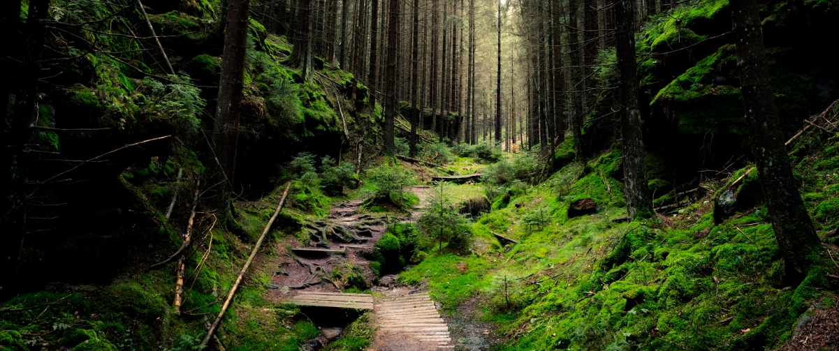 Swiss Forest National Park, Germany (