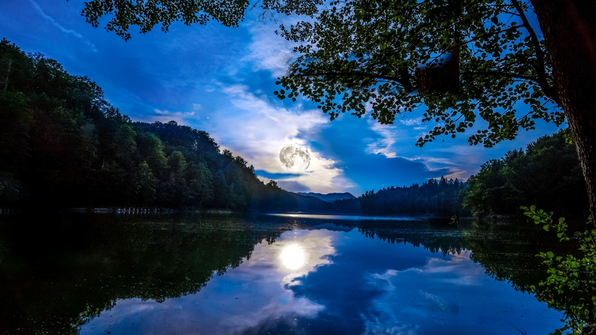Mainz, Germany, trees, moon, night