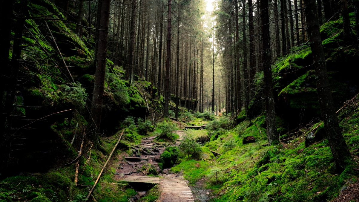 German National Park Natural Forest Wind