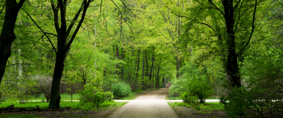 Berlin, Germany, green forest, road