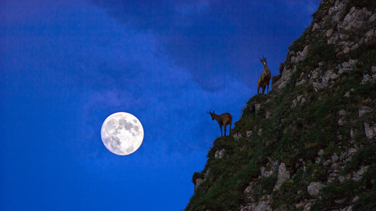 German Mountain Moon Deer Photography 4