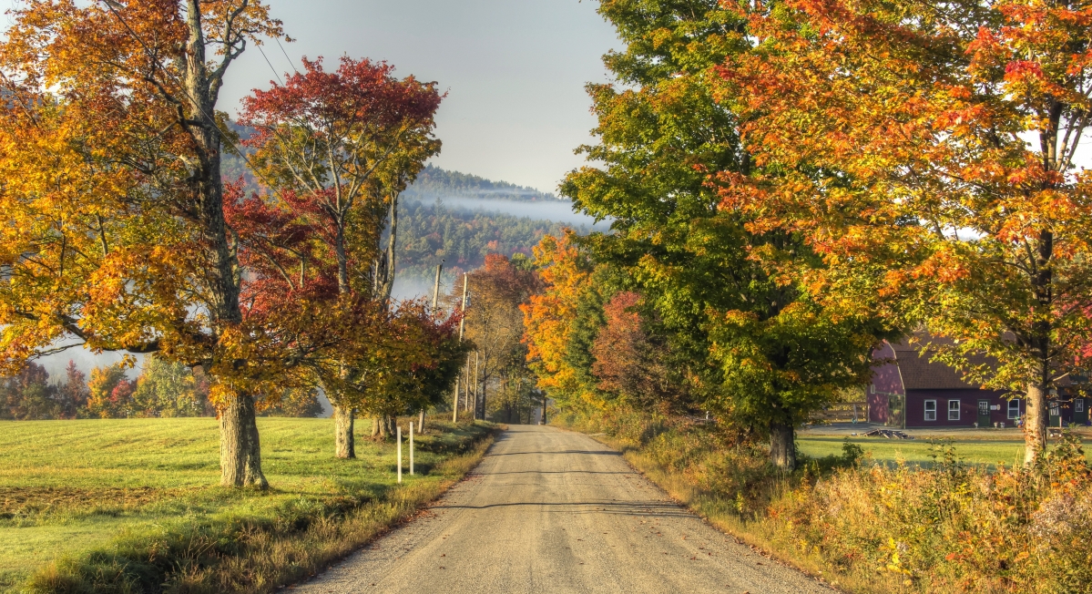 Road Trees Nature Autumn 4K Wind