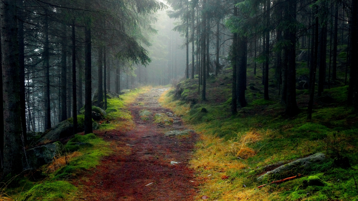 Road forest trees fog stones