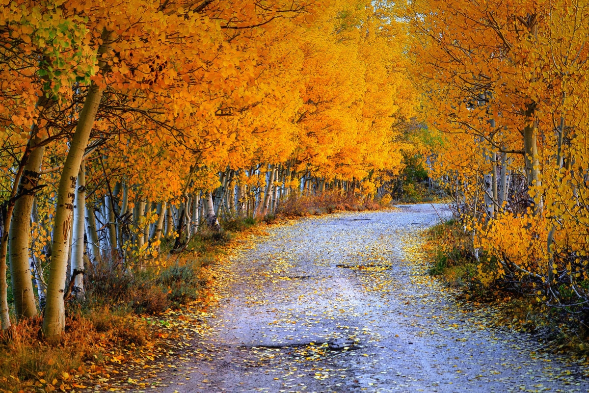 Road fall leaves trees 5k