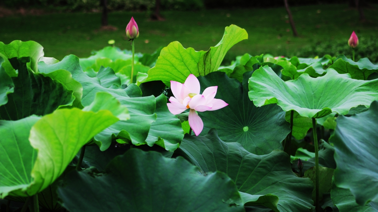 Elegant lotus 4k wallpaper