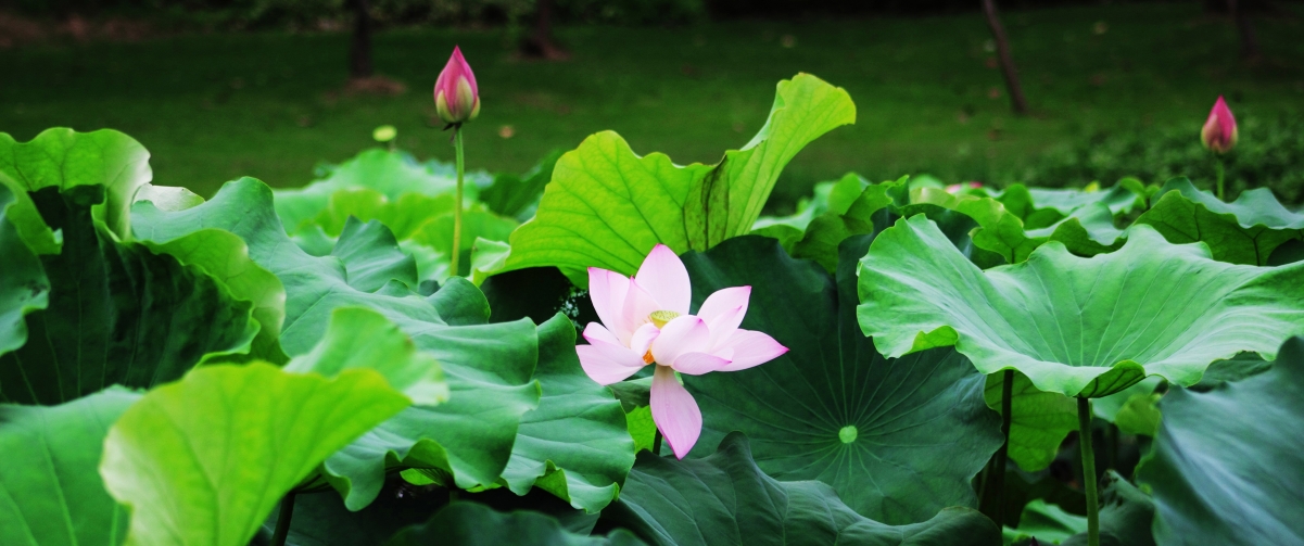 Elegant lotus 3440x1440 with fish screen