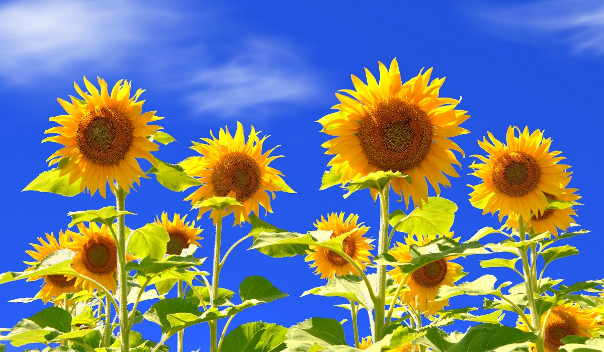 Nature sky, flower, sunflower, flower