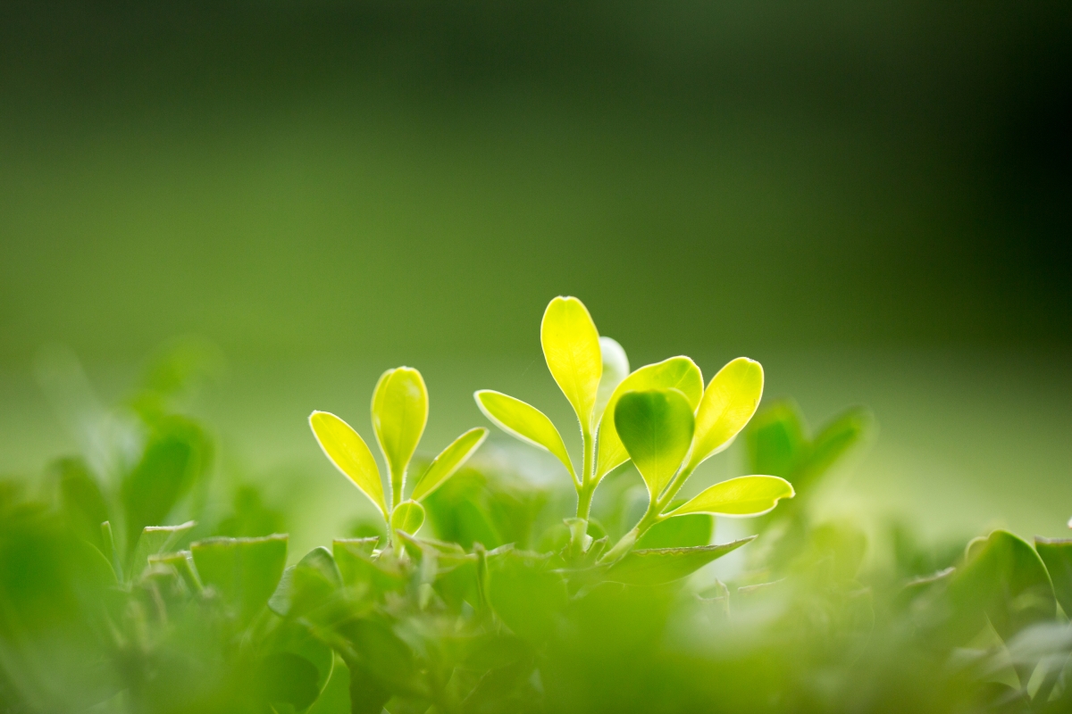 Nature green leaves eye protection 4k high