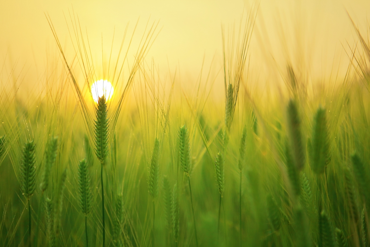 Barley field sunrise morning sun
