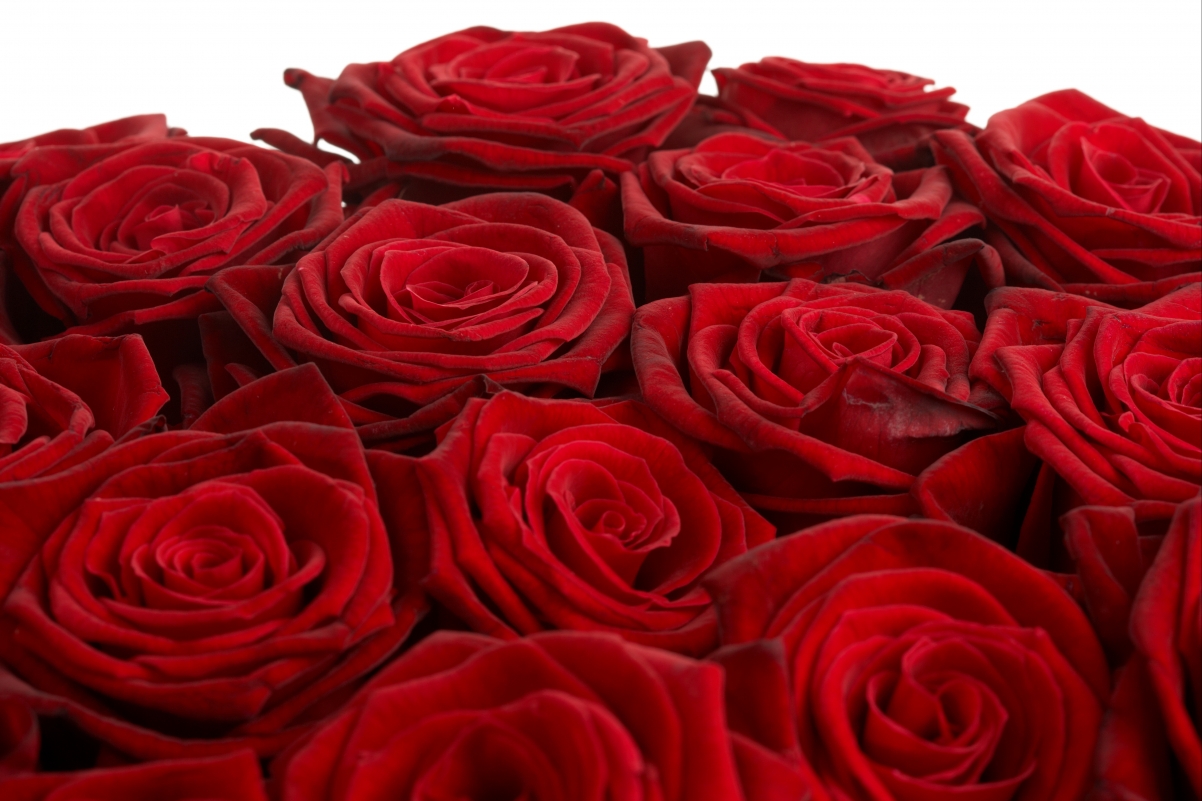 Close-up photo of big red rose flower