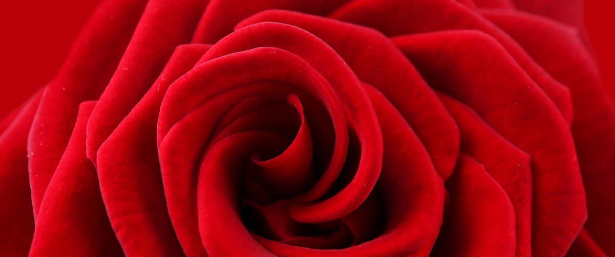 Big red rose 3440x1440 wall