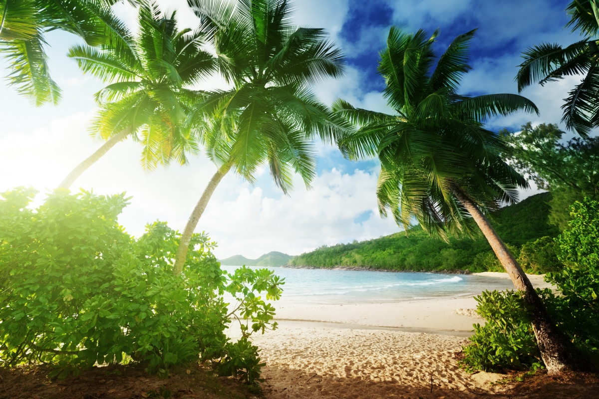 Sea, beach, palm trees, paradise,