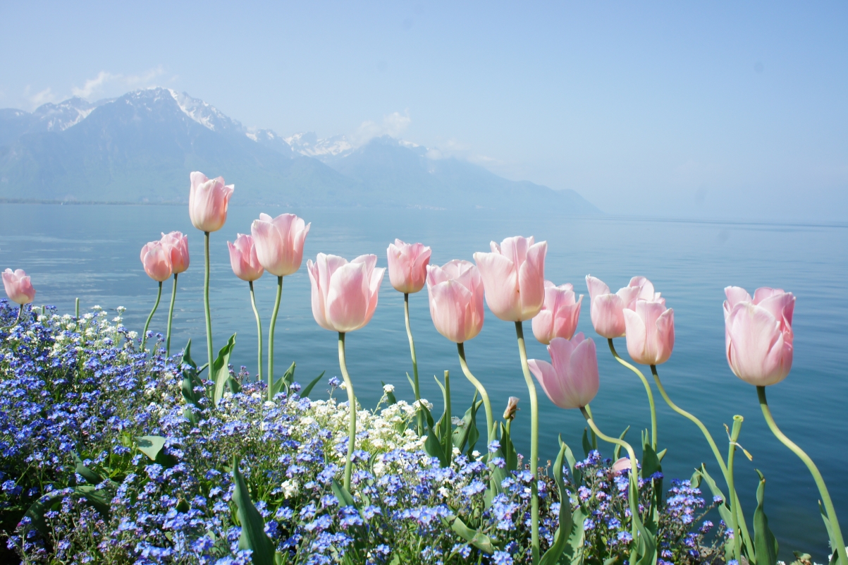 Sea Flowers 4K Landscape Wallpaper