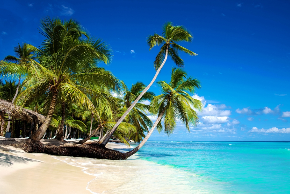 Sea beach palm tree island