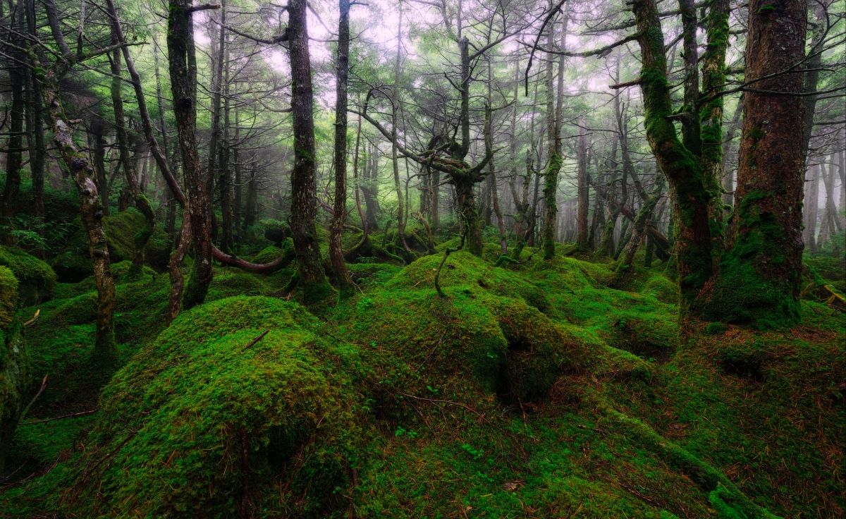 Jungle Scenery HD 4K Wallpaper
