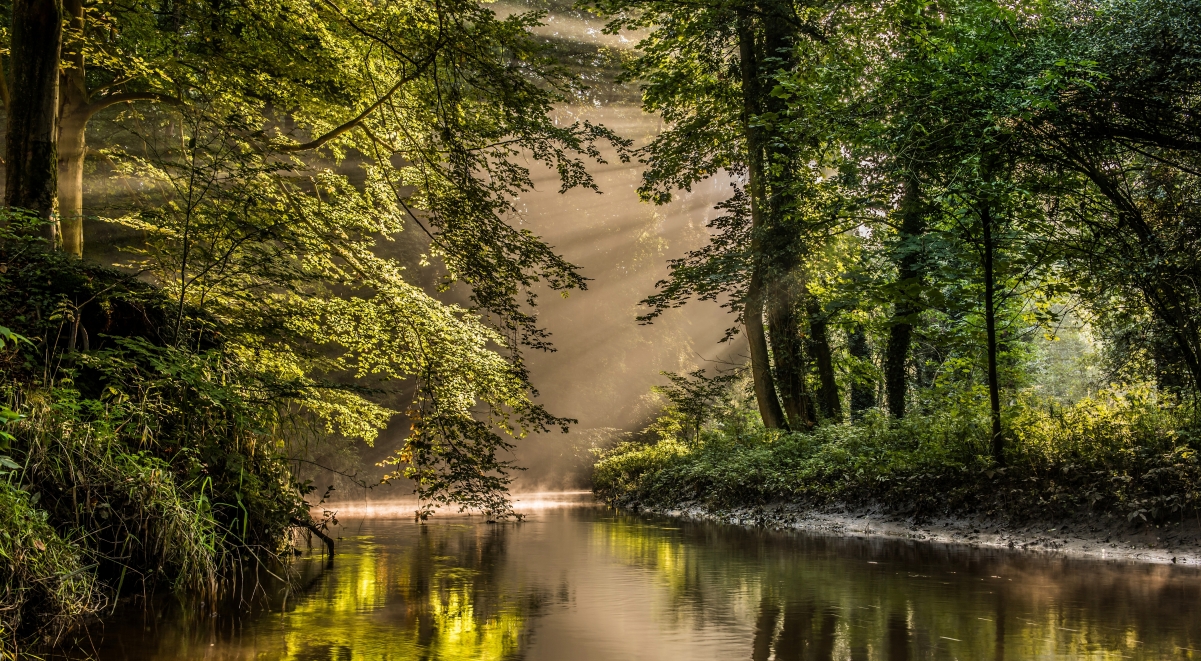 Jungle forest sunshine river from