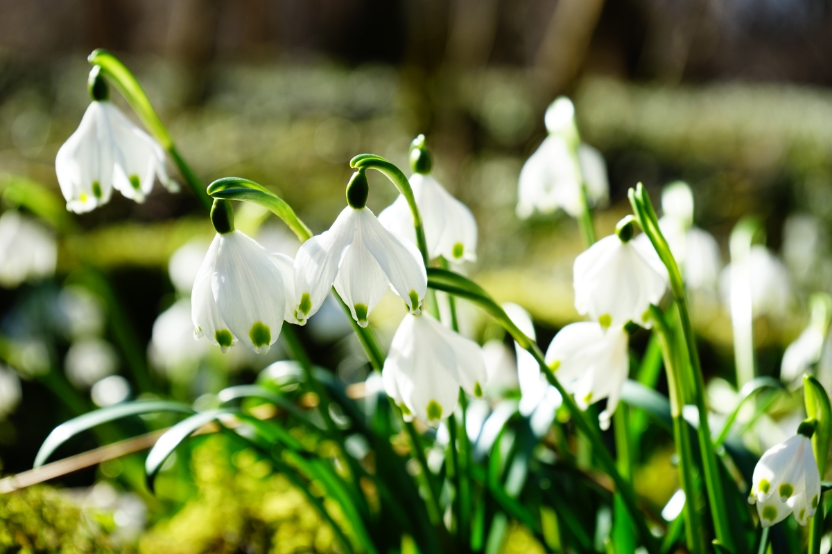 Spring snow white flowers 6k pictures