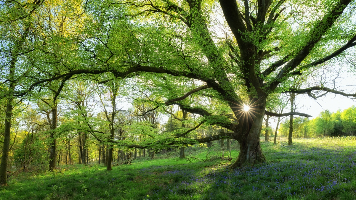 Beautiful landscape trees in spring too