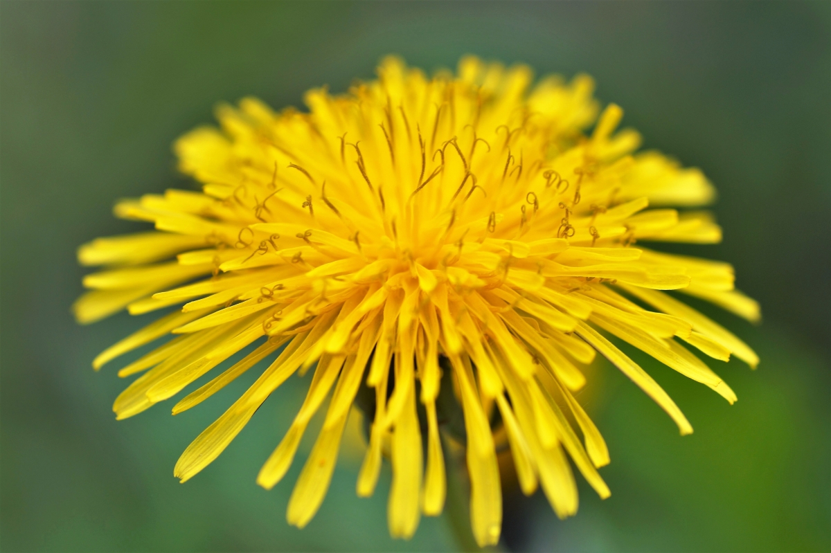 Spring yellow flowers 5k pictures
