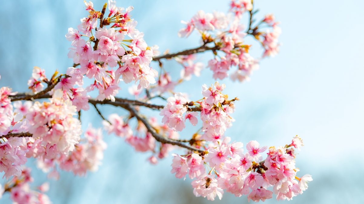 Spring pink cherry blossom picture