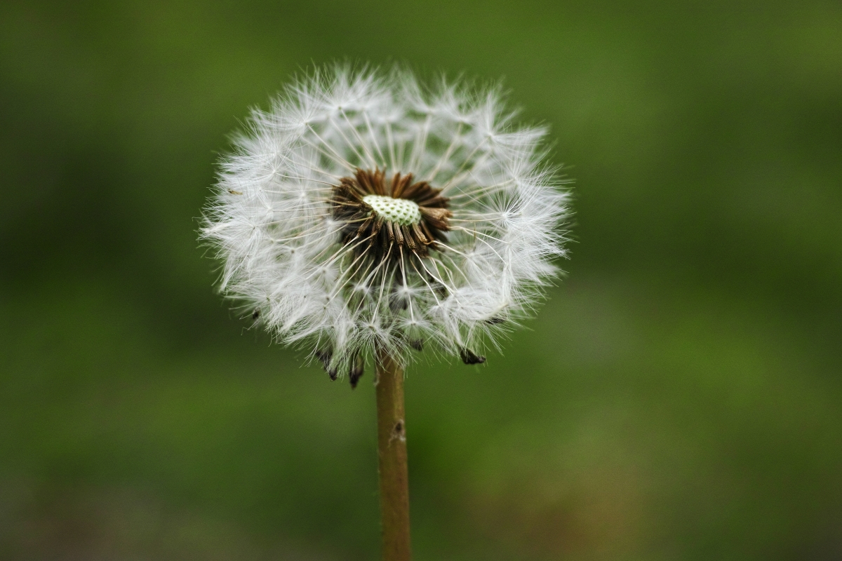 Spring flowers beautiful dandelion 4