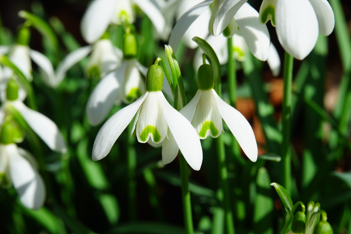 Spring flowers 6k pictures