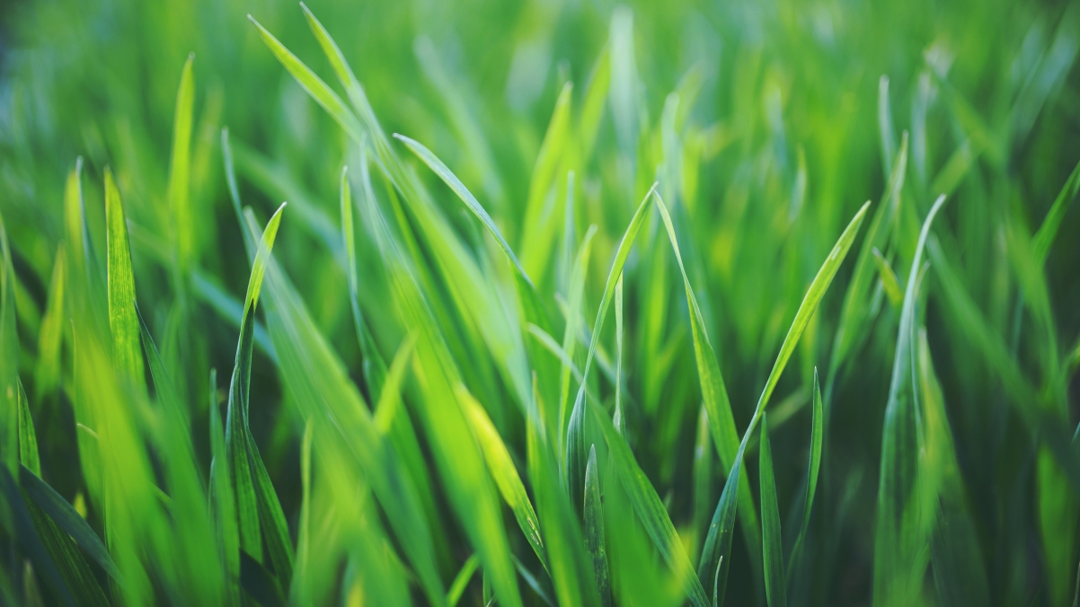 Spring grass 4k eye protection wallpaper