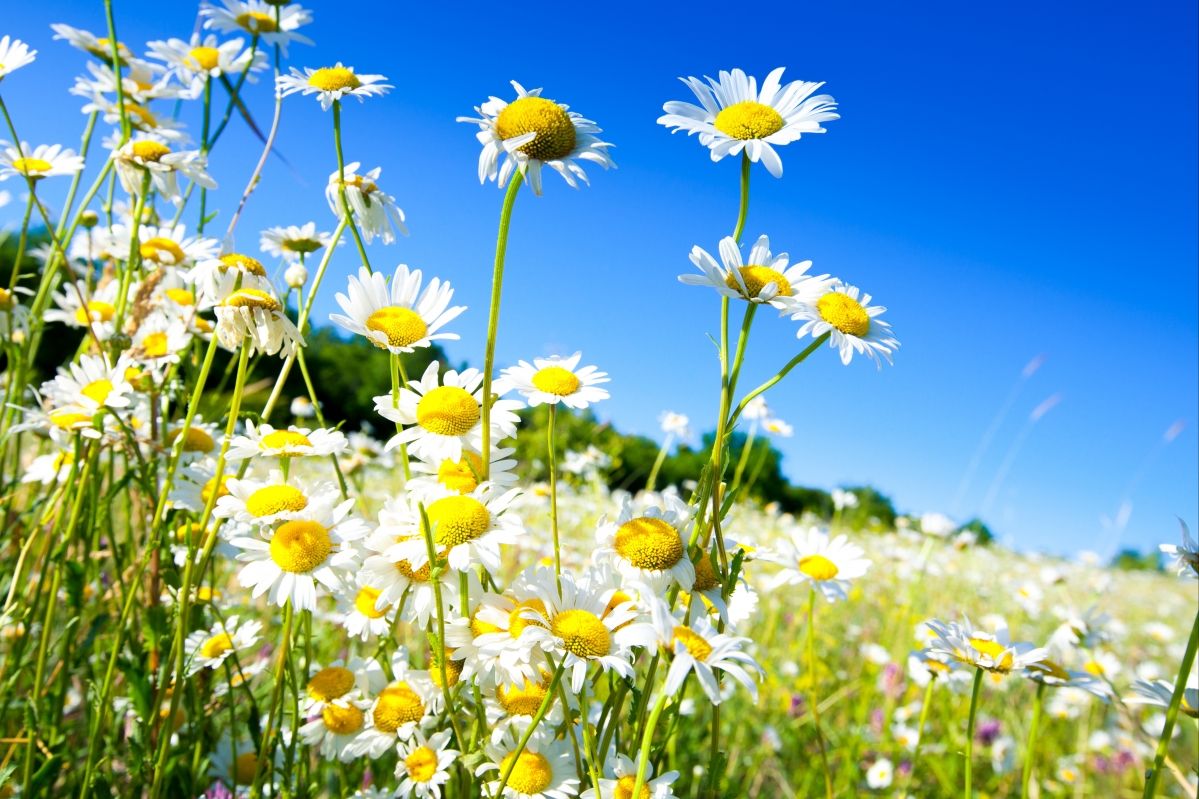Spring, sky, sun, field, young
