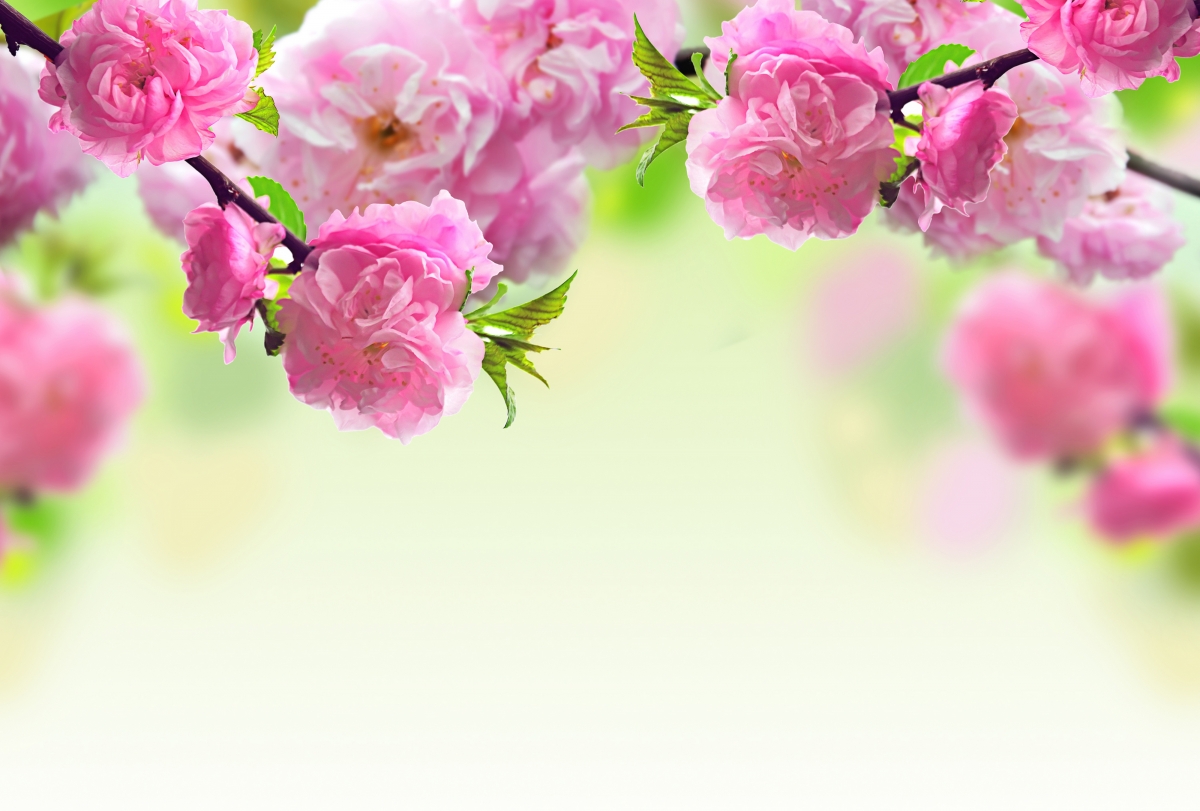 Spring, peach blossom, tree branch, pink peach