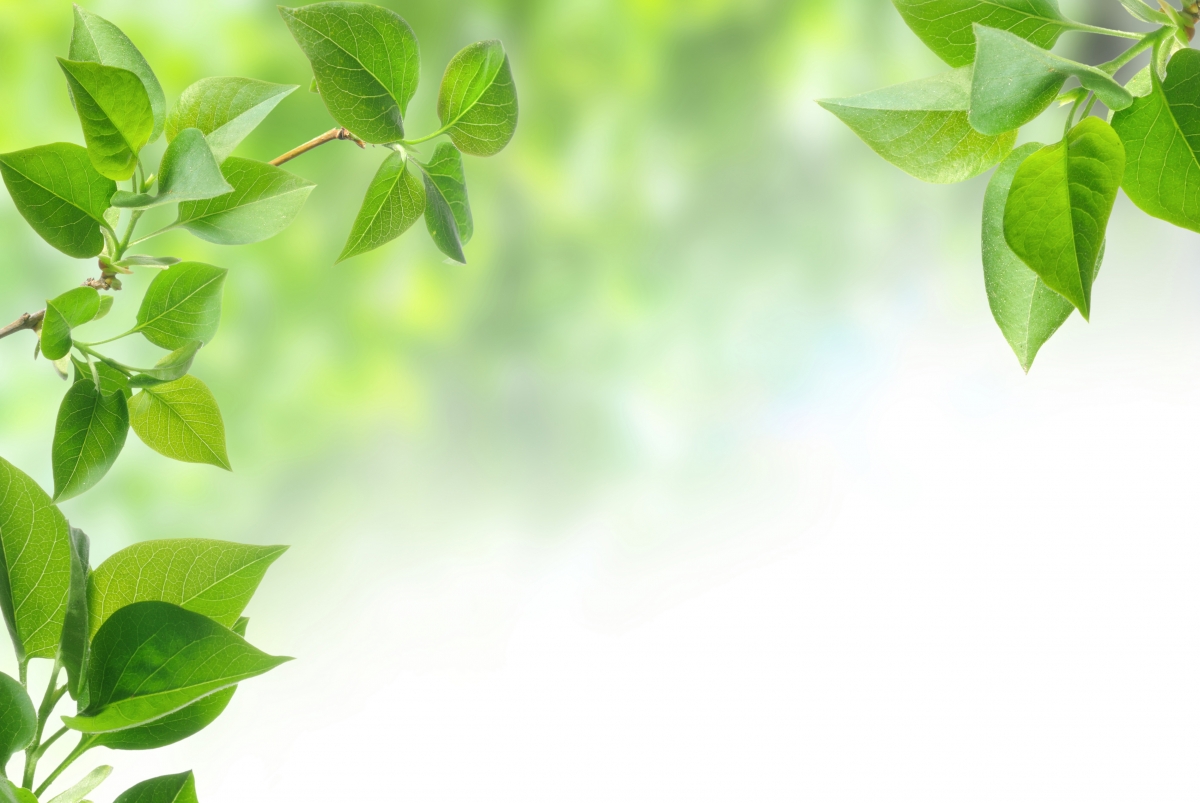 Spring, branches, leaves, green leaves