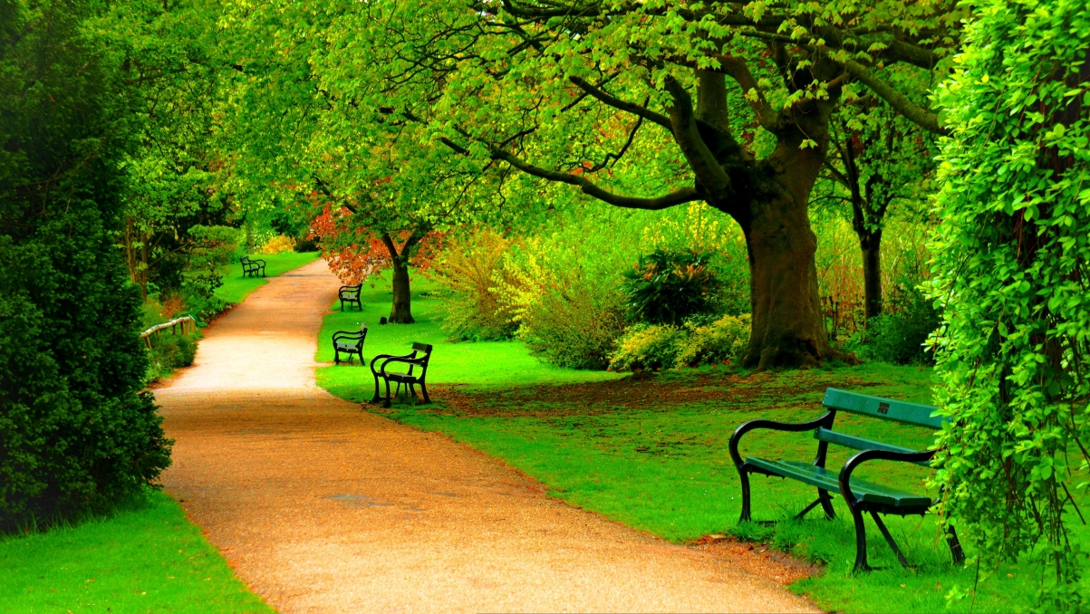 Spring, forest, park, trees, road