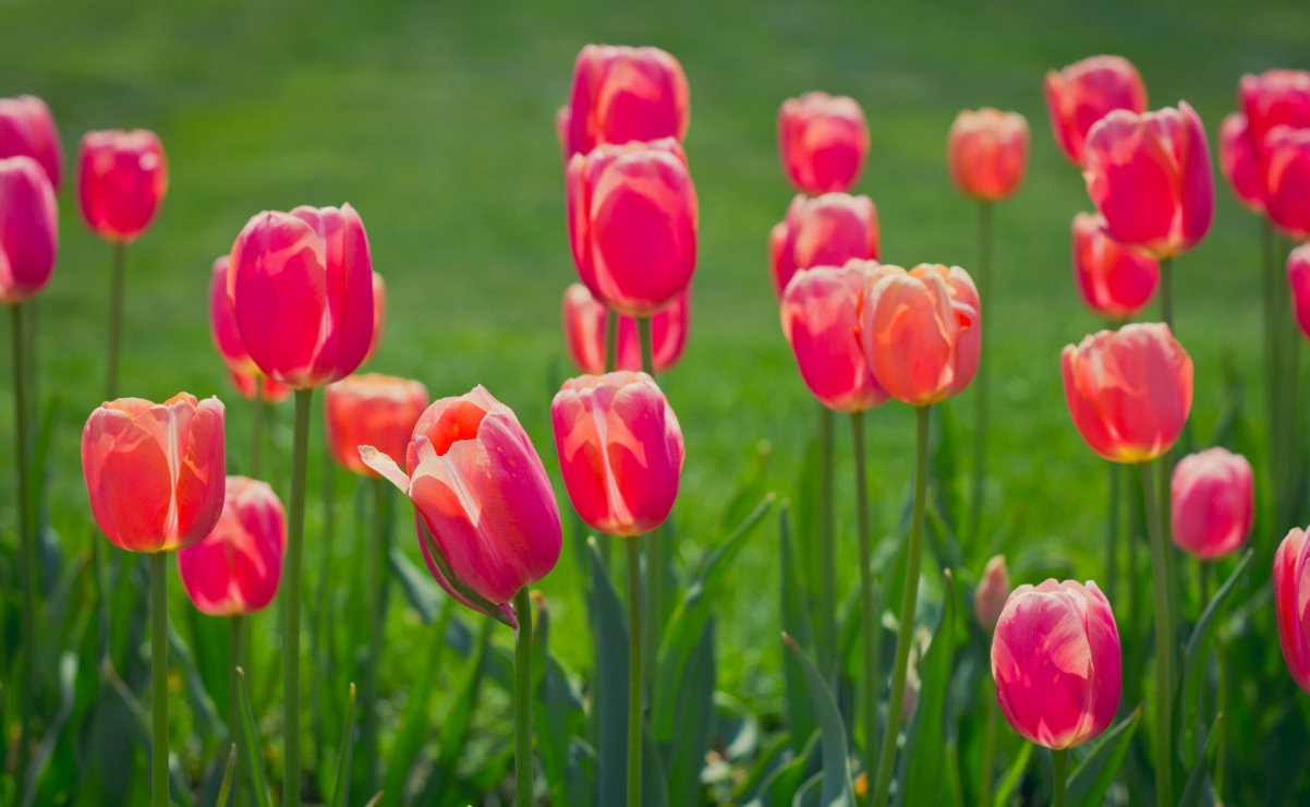 Spring, meadow, petals, tulips 4
