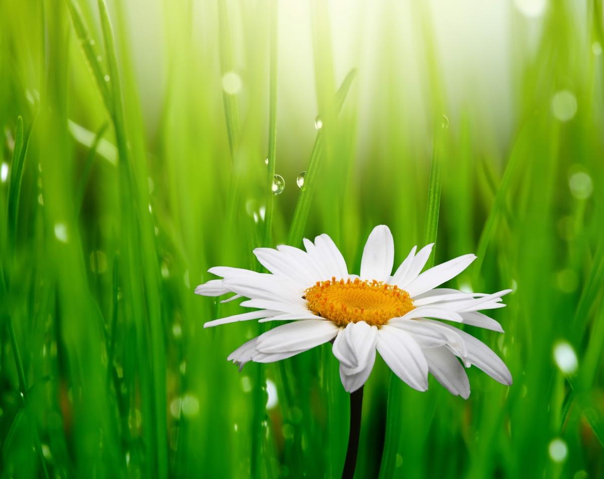 Spring, white camomile flowers, green grass
