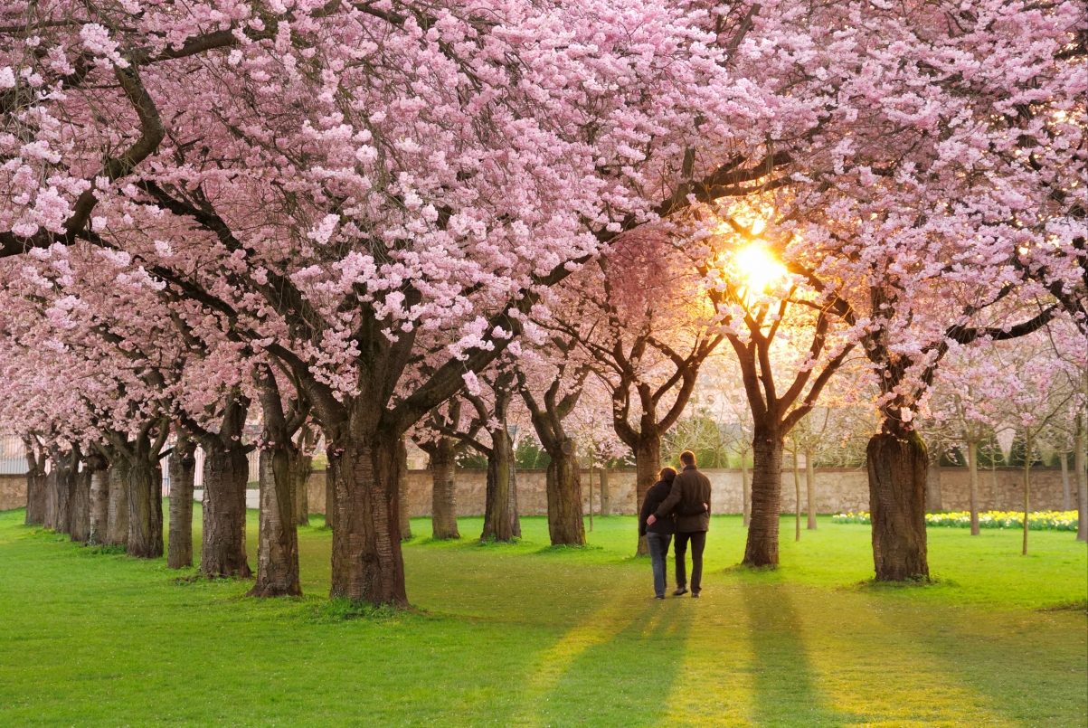 Spring park petals cherry blossoms