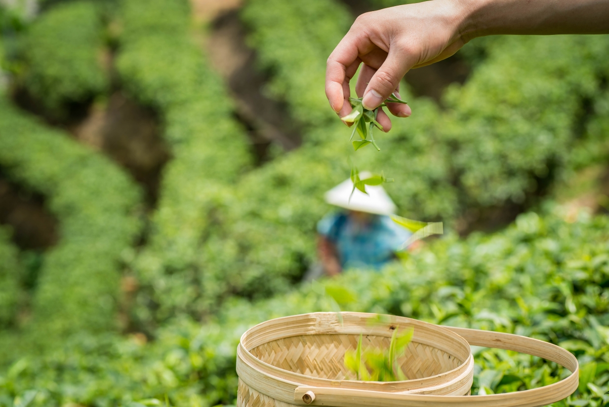 Spring alpine tea garden 6k pictures