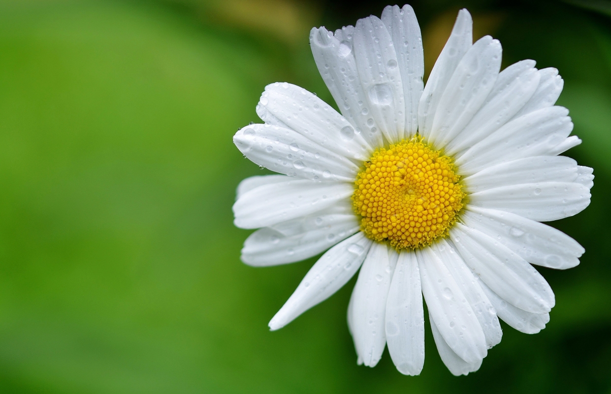 Spring white daisy flowers 4K wall