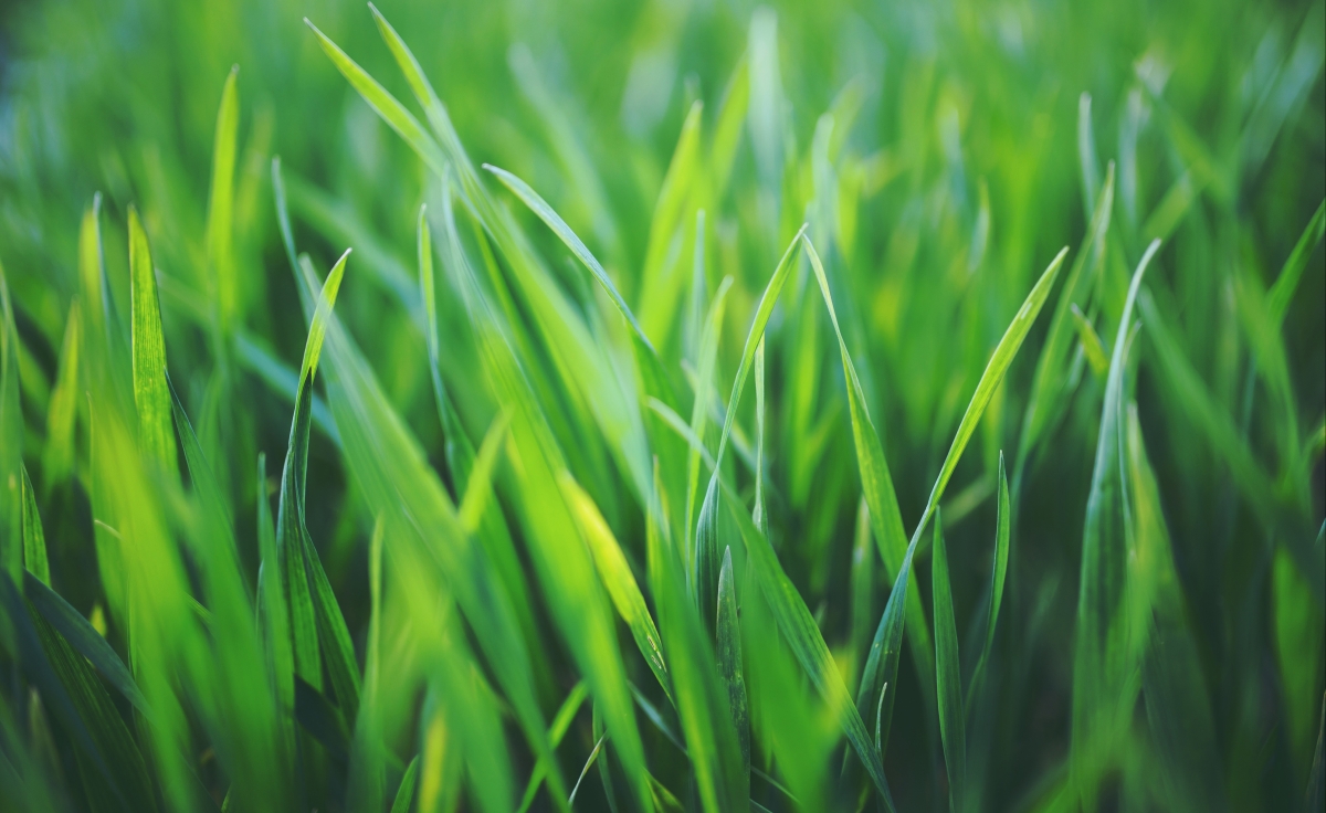 Spring grass green 4k ultra high definition eye protection table