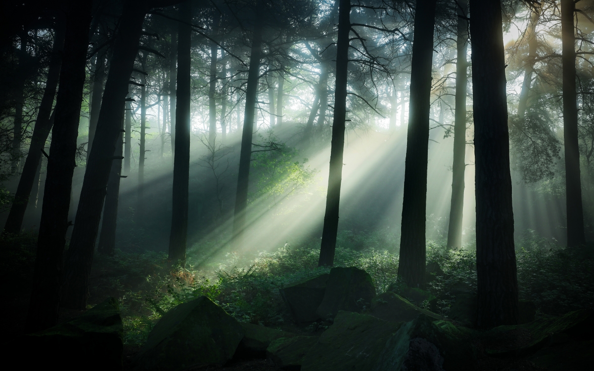 4K landscape wall of sunlight penetrating the forest