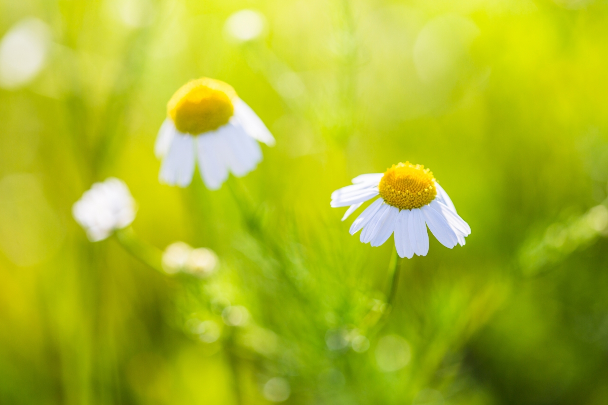 Daisy Flower HD 4K Wallpaper