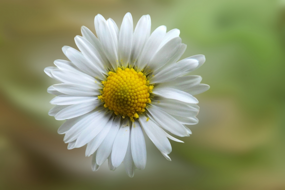 Daisy Flower 4K Wallpaper