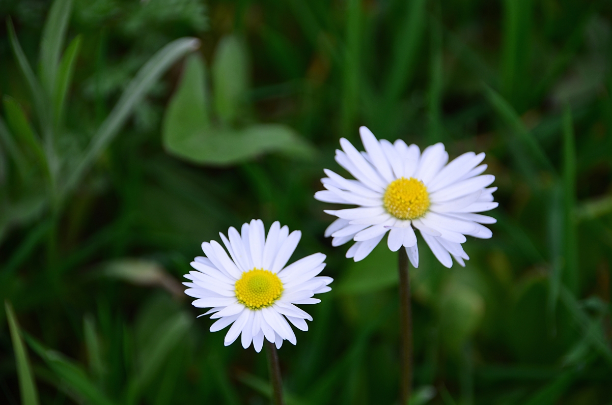 Daisy Flowers 4K Wallpaper