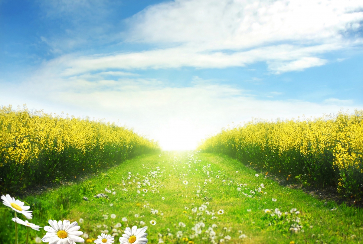 Daisy Dandelion Road 4k landscape wall
