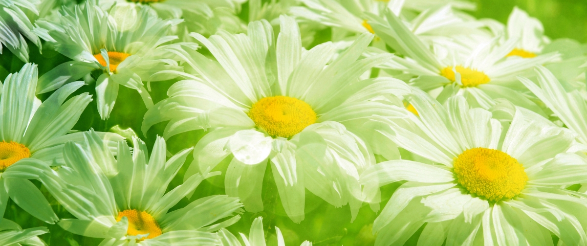 Daisies beautiful flowers 3440x1440