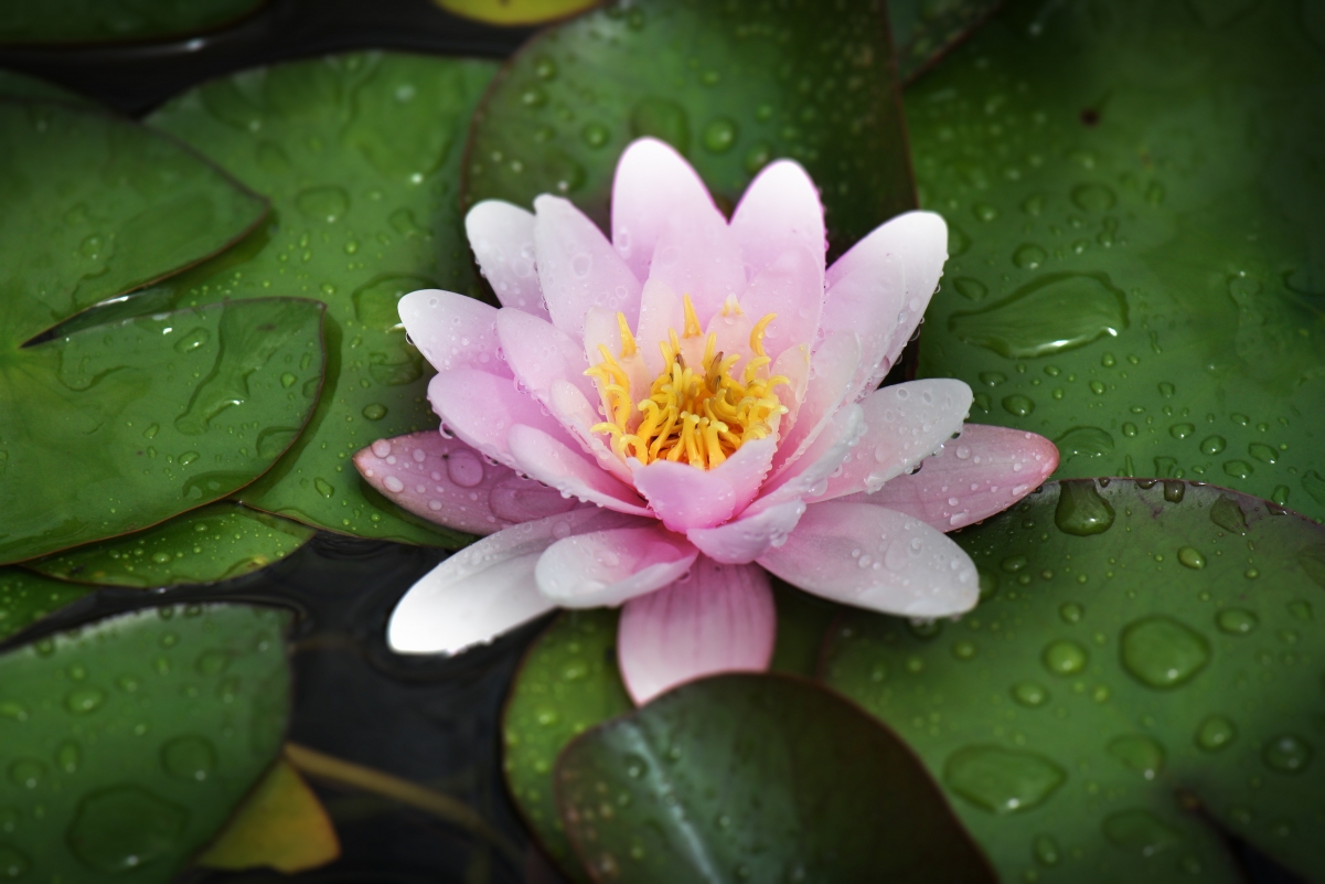 Pond Plant Water Lily 4K Wallpaper