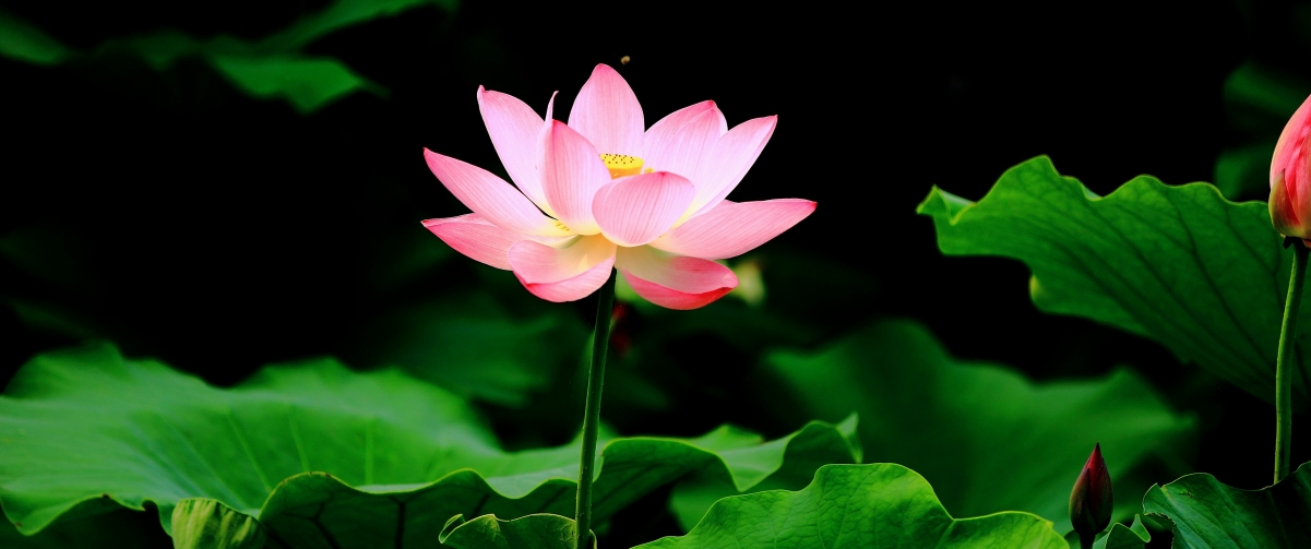 Pond lotus 3440x1440 wallpaper