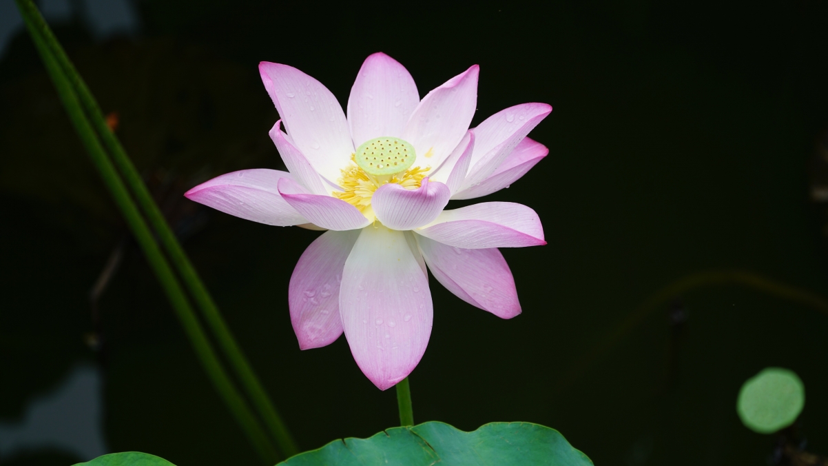 Pond pink lotus 4k wallpaper