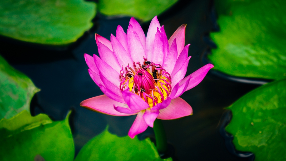 Pond Lotus 4K Wallpaper 3840x21